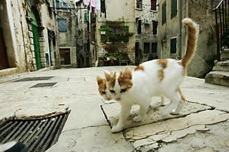 Cats