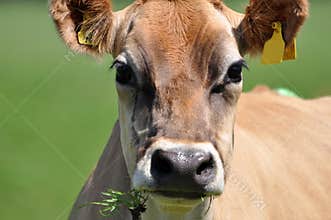 Portrait of Jersey cow