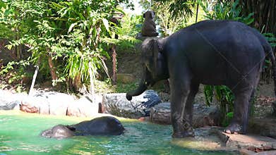 Elephants and Monkey by a Pool in a Tropical Setting in Thailand
