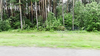 View from a car window of a lush forest with