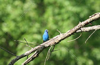 Indigo Bunting Bird on Tree in Willowbrook, IL, US