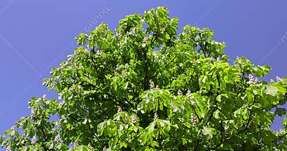 a flowering chestnut tree with green foliage in the spring season