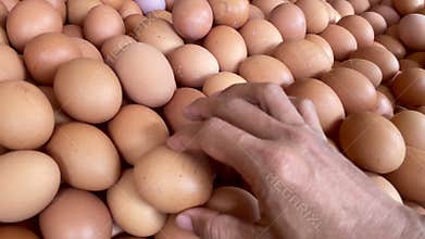 Pile of broiler chicken eggs at the trader