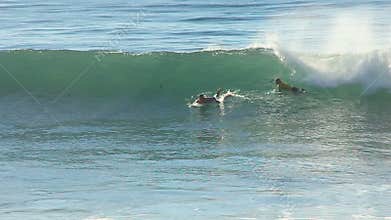 Surfer Adriano DeSouza surfing in the O'neill Coldwater Classic
