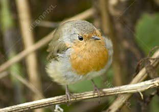 Erithacus rubecula