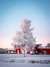 Frosty birch tree graces a red barn. Serene winter scene with snow and blue sky.