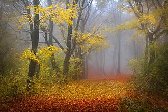 Foggy forest during autumn