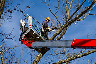 Tree surgeon