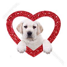 Valentine Dog