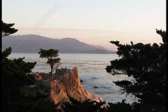 Lonely cypress tree on coastline
