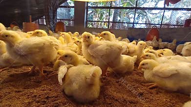 Tiny broiler chickens are peacefully resting in the cozy poultry farm.