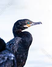 A Neotropic Cormorant Sitting On A Dock