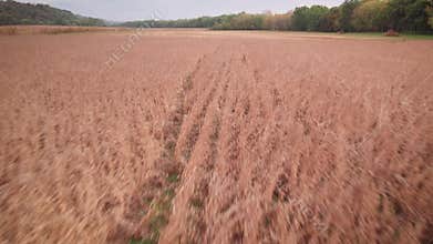 Drone footage over cultivated corn plantation field at sunset in Indiana, USA