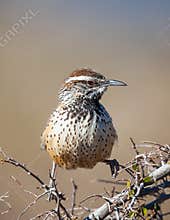 A Cactus Wren Perched In A Bush
