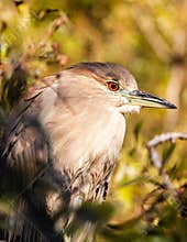 Juvenile Black-Crowned Night-Heron