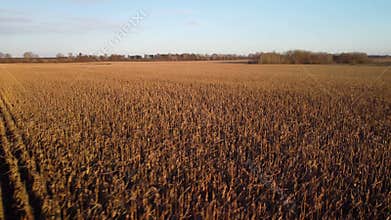 Agricultural field of ripe corn in the evening