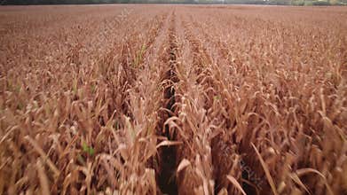 Drone footage over cultivated corn plantation field at sunset in Indiana, USA