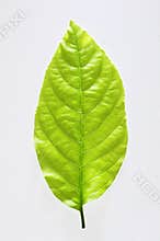 Green leaf
