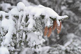 Pine cones during a blizzard