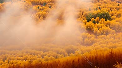 Autumn forest with fog, fall foliage and seasonal scenery stock footage Generative AI