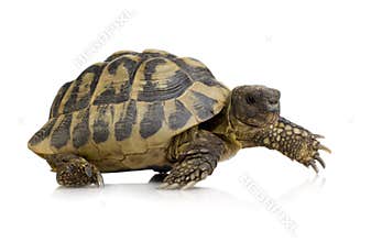 Herman's Tortoise - Testudo hermanni