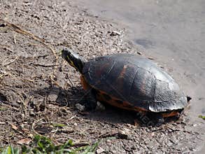 Florida Red-Bellied Turtle