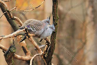Crested pigeons