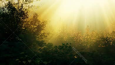 From color to black and white. A forest with trees and sunlight shining through