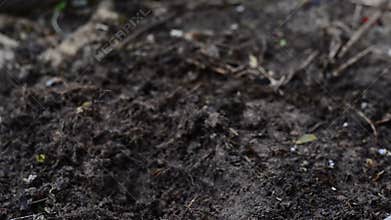 Male hand planting young plant