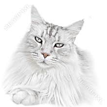 White kitten cat