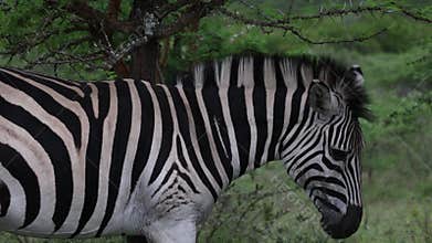 A zebra scratches its neck and shoulder against an acacia thorn tree.