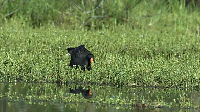 A dusky moorhen searches with enthusiasm in water plants on the edge of a pond.