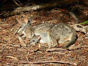 Baby Wallaby in Pouch