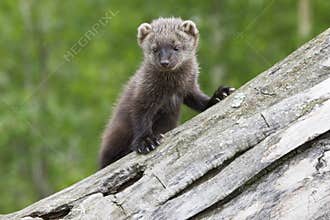 Baby Fisher
