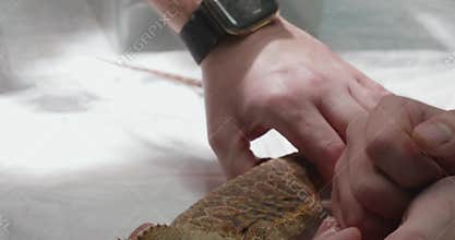 An agama under anesthesia during a veterinary examination The veterinarian carefully examines the agama lizard under