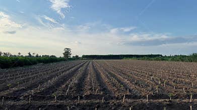 A newly planted cassava farm is a vibrant patchwork of tender green