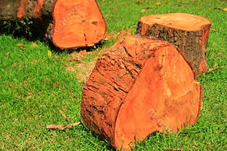 Red wood tree cut