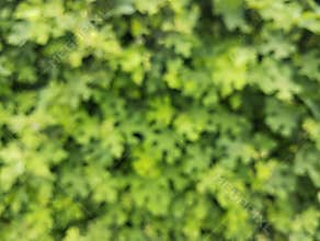 Abstrack blurred or bokeh nature background, green foliage of the forest