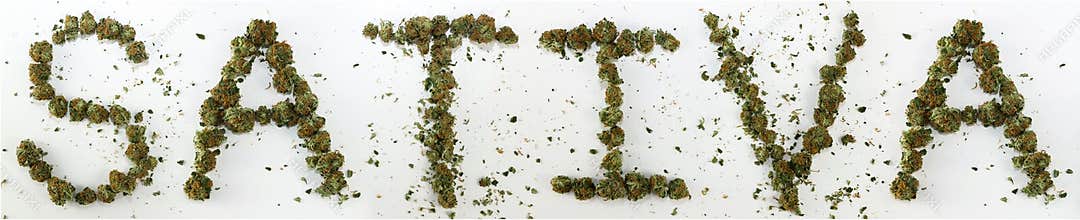 Sativa Spelled With Marijuana