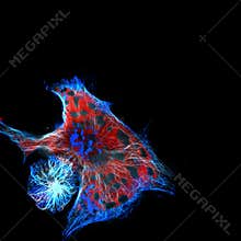 Cells labeled with fluorescent molecules