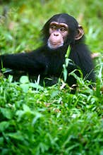 Chimpanzee