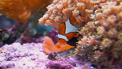 Clown fish