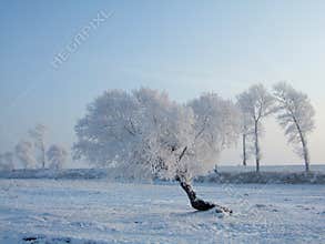 Rimed Trees