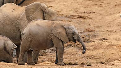 A young African elephant calf, Addo Elephant National Park, South Africa