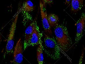 Mesenchymal stem cells labeled with fluorescent mo