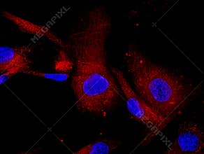 Mesenchymal stem cells labeled with fluorescent mo