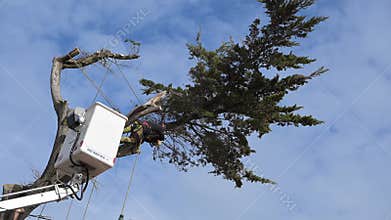 Biscarosse, France - 7 March 2025: logger and shovel cutting down a coniferous tree
