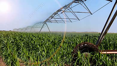 Automated irrigation system