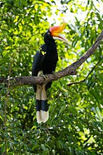 The rhinoceros hornbill (Buceros rhinoceros) is a large species of forest hornbill (Bucerotidae).
