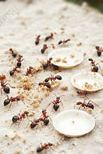 Picnicking ants enjoy a feast with tiny plates and crumbs in their vibrant outdoor gathering
